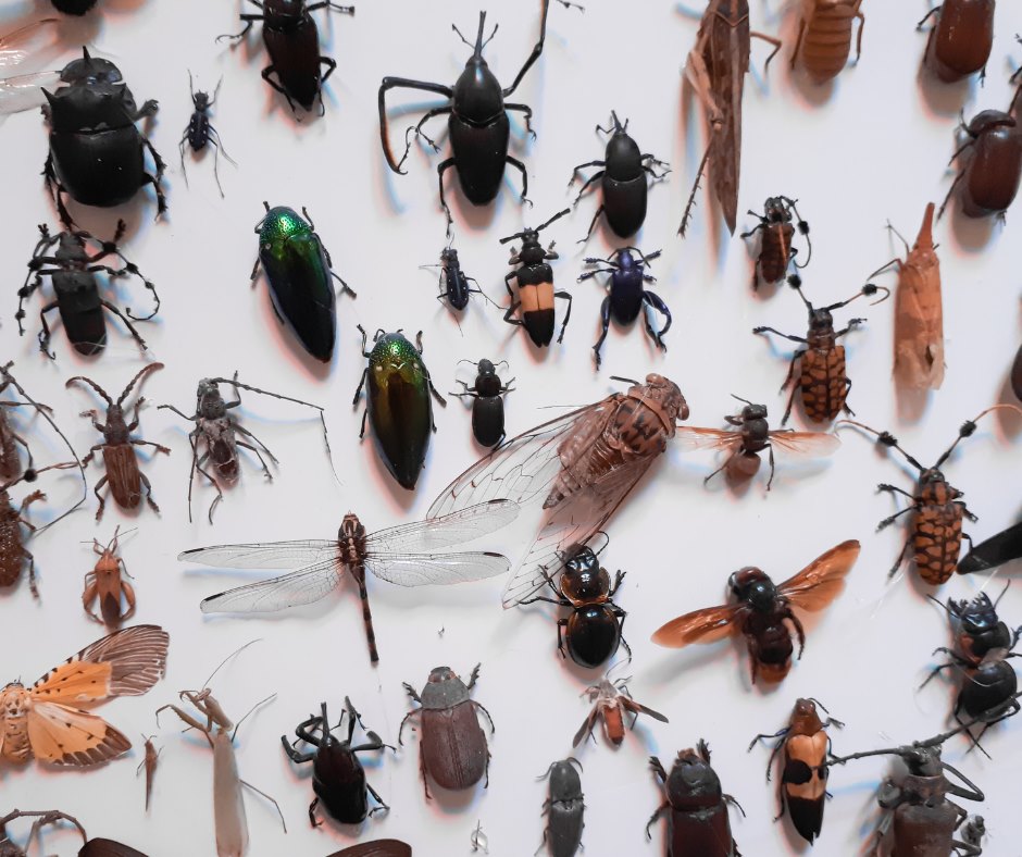 Centre_Biodiversité-7